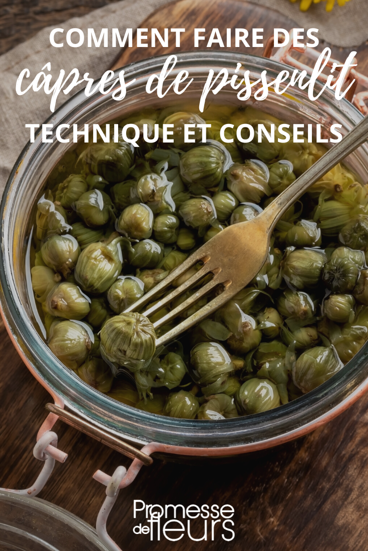 Rezept für Löwenzahnknospen-Kapern