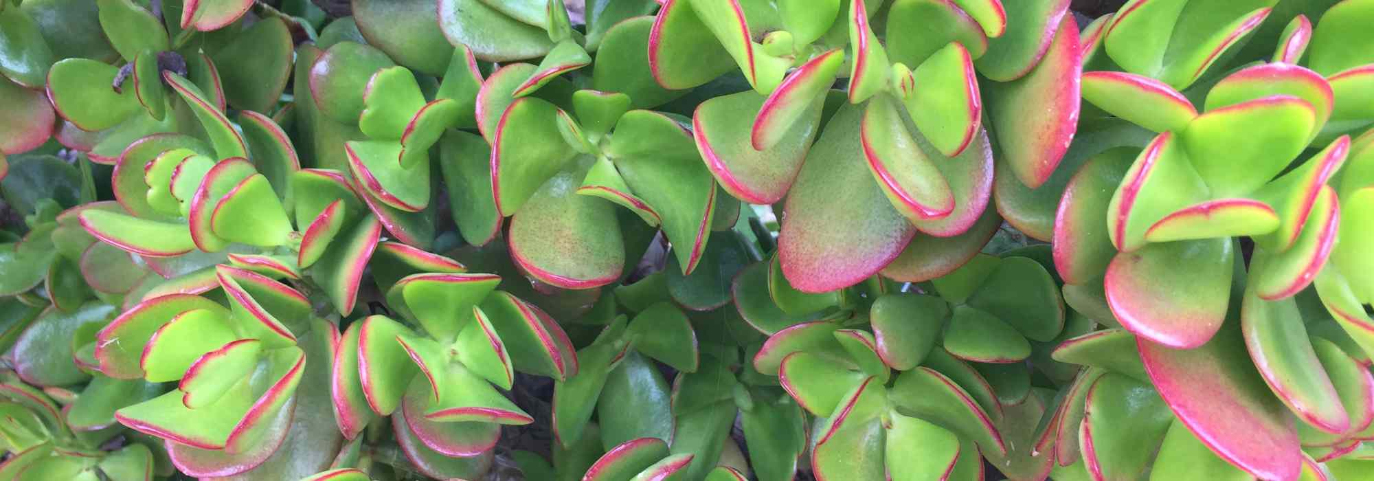 Crassula – Geldbaum pflanzen und pflegen