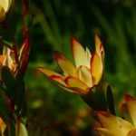 Silberbaum im Topf kultivieren