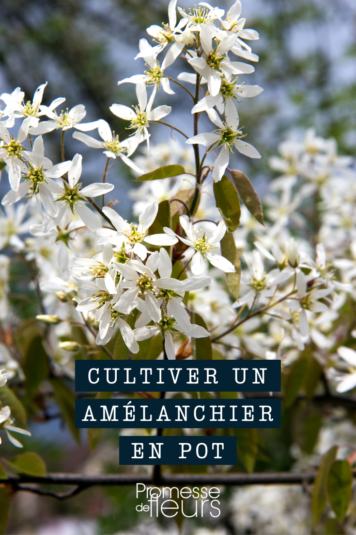 Einen Amelanchier im Topf oder Kübel pflanzen