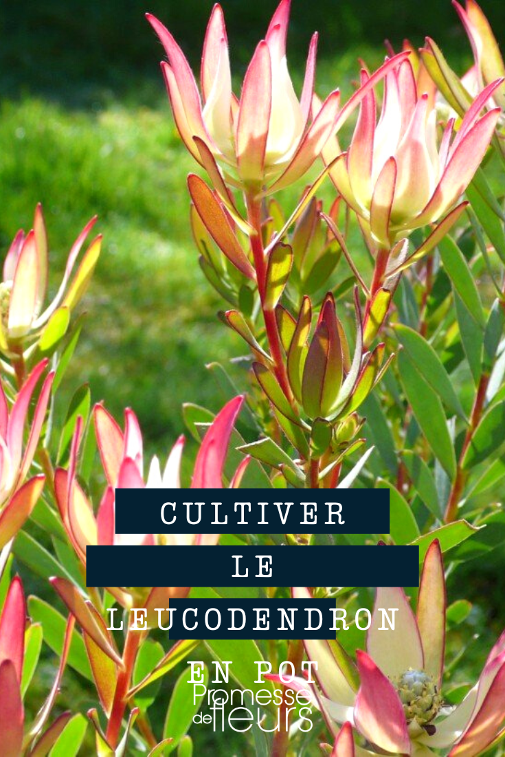 Anbau von Leucadendron im Topf oder Kübel