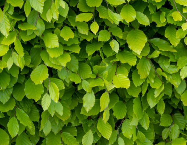 Buchenhecke pflanzen?