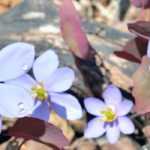Jeffersonia: Pflanzen und Pflege