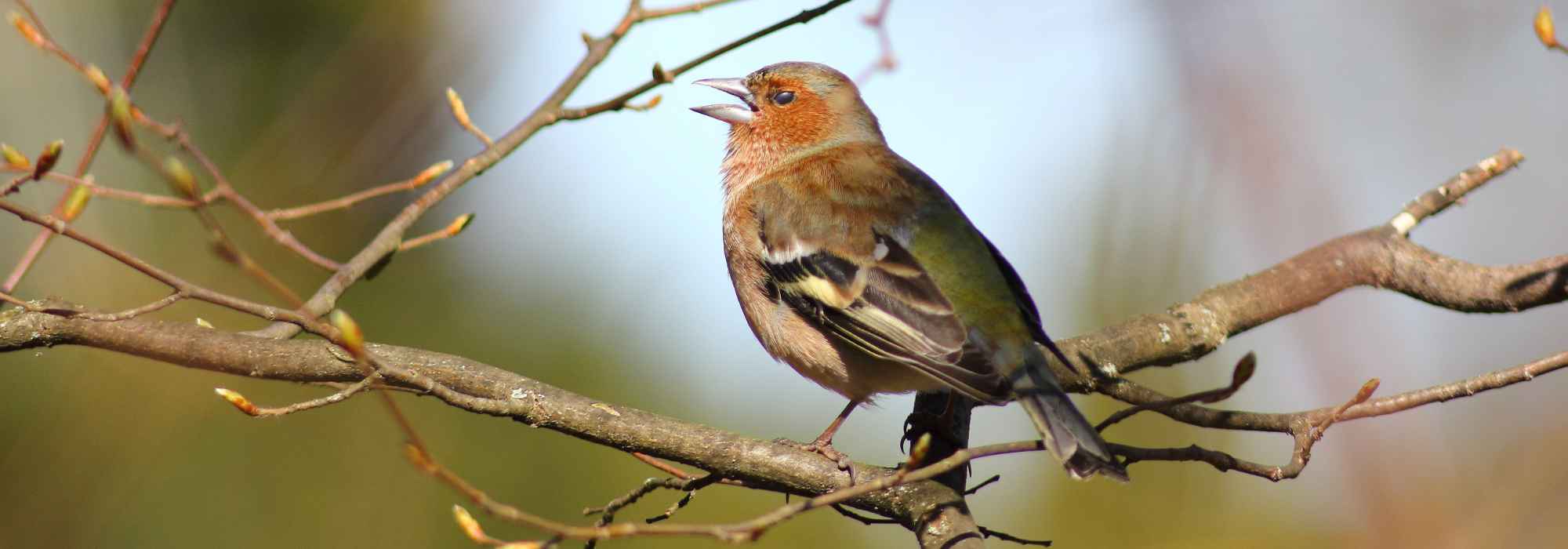 Gartenvogel: der Buchfink