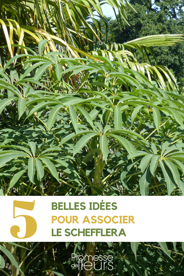 Den Schefflera kombinieren