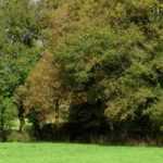Hecke anlegen: Tipps