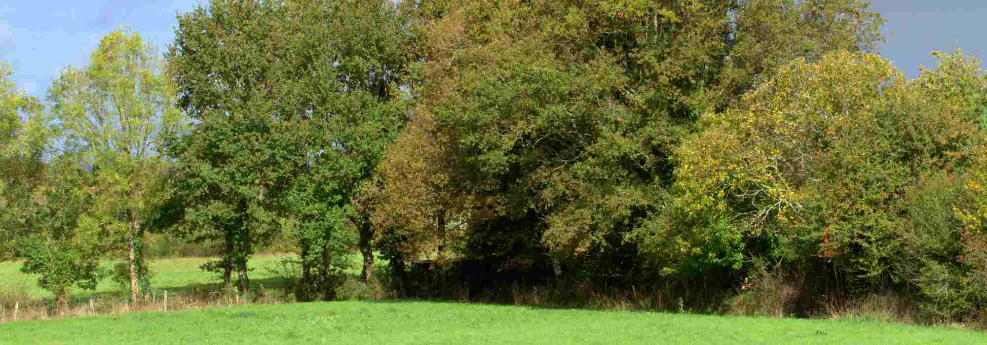 Hecke anlegen: Tipps