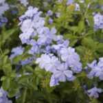 Plumbago schneiden?