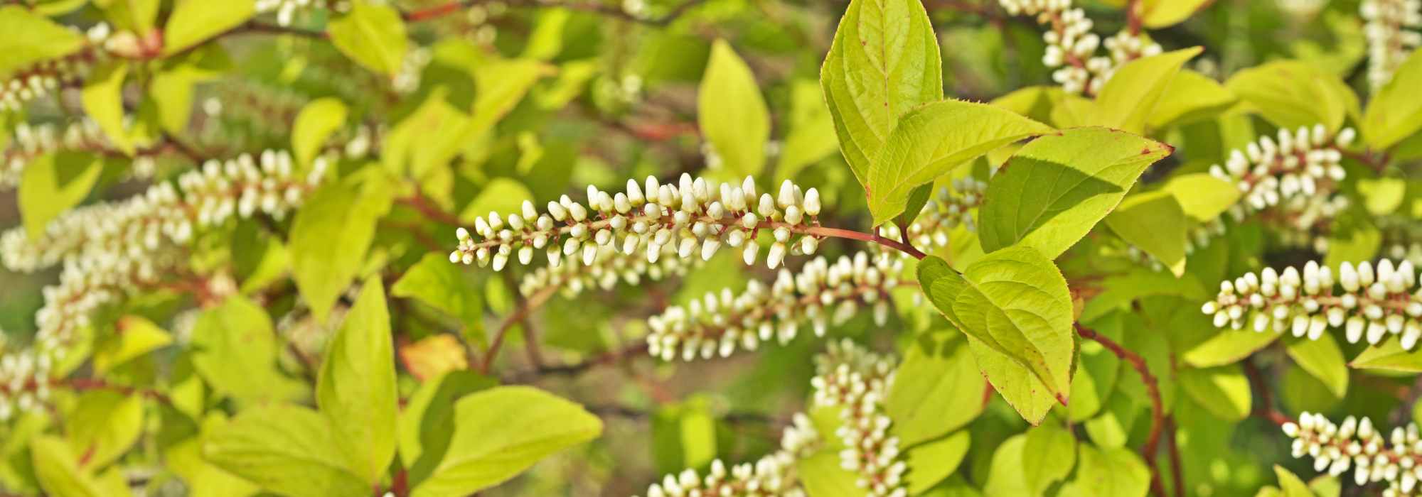 Itea im Topf kultivieren