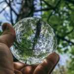 Dendrologie: Was ist das?