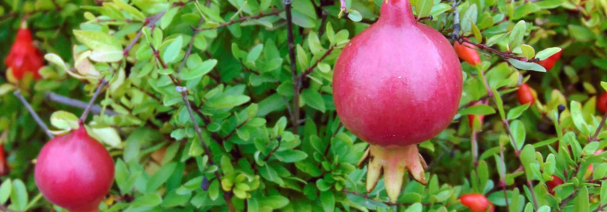 Granatapfelbaum im Topf: Pflanzung, Rückschnitt und Gießen