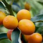 Kumquat kultivieren