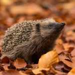 Igel: bald eine bedrohte Art?