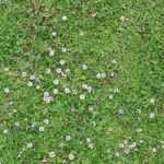 Alternative zum Rasen: Lippia nodiflora pflanzen