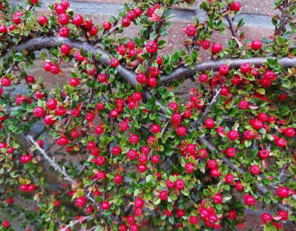 Cotoneaster spalieren?