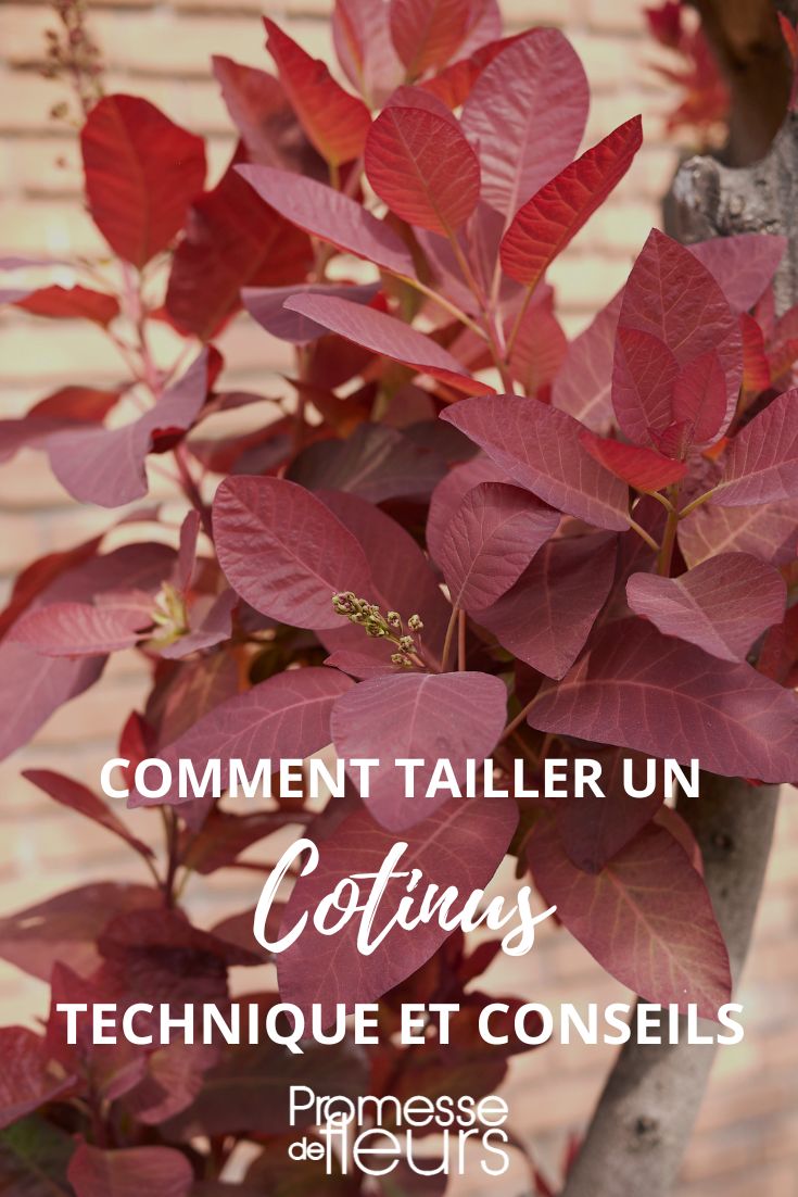 Einen Cotinus schneiden