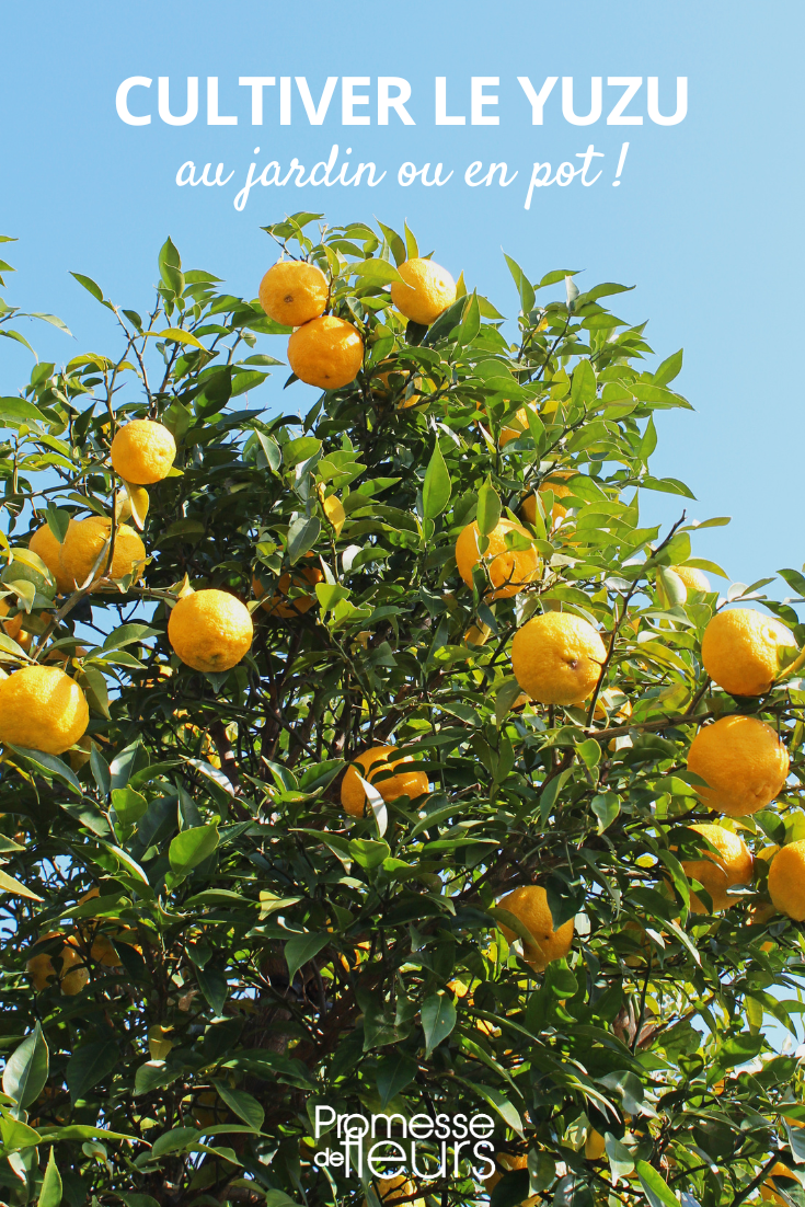 Anbau der Yuzu, einer Zitrusfrucht

Die Yuzu (Citrus junos) ist eine faszinierende Zitrusfrucht, die ursprünglich aus Ostasien stammt und in den letzten Jahren auch in europäischen Gärten immer beliebter wird. Mit ihrem einzigartigen, intensiven Aroma zwischen Zitrone, Mandarine und Grapefruit bereichert sie die kulinarische Welt.

Standort und Boden:
- Sonniger, windgeschützter Platz
- Durchlässiger, humusreicher Boden
- Ideal: pH-Wert zwischen 5,5 und 6,5

Pflanzung und Pflege:
- Im Kübel oder in milden Regionen ausgepflanzt
- Regelmäßig gießen, Staunässe vermeiden
- Von März bis September mit Zitrusdünger versorgen
- Im Winter frostfrei bei 5-10°C überwintern

Ernte und Verwendung:
- Früchte von November bis Januar ernten
- Schale und Saft in der asiatischen Küche verwendbar
- Ideal für Marmeladen, Getränke und Desserts

Besonderheiten:
- Frosttoleranz bis -10°C (ausgewachsene Pflanzen)
- Langsamer Wuchs (ca. 10 cm/Jahr)
- Erste Ernte nach 4-5 Jahren

Tipp: Die Yuzu eignet sich hervorragend als Kübelpflanze für Terrasse oder Wintergarten. Achten Sie auf ausreichend große Pflanzgefäße mit gutem Wasserabzug.