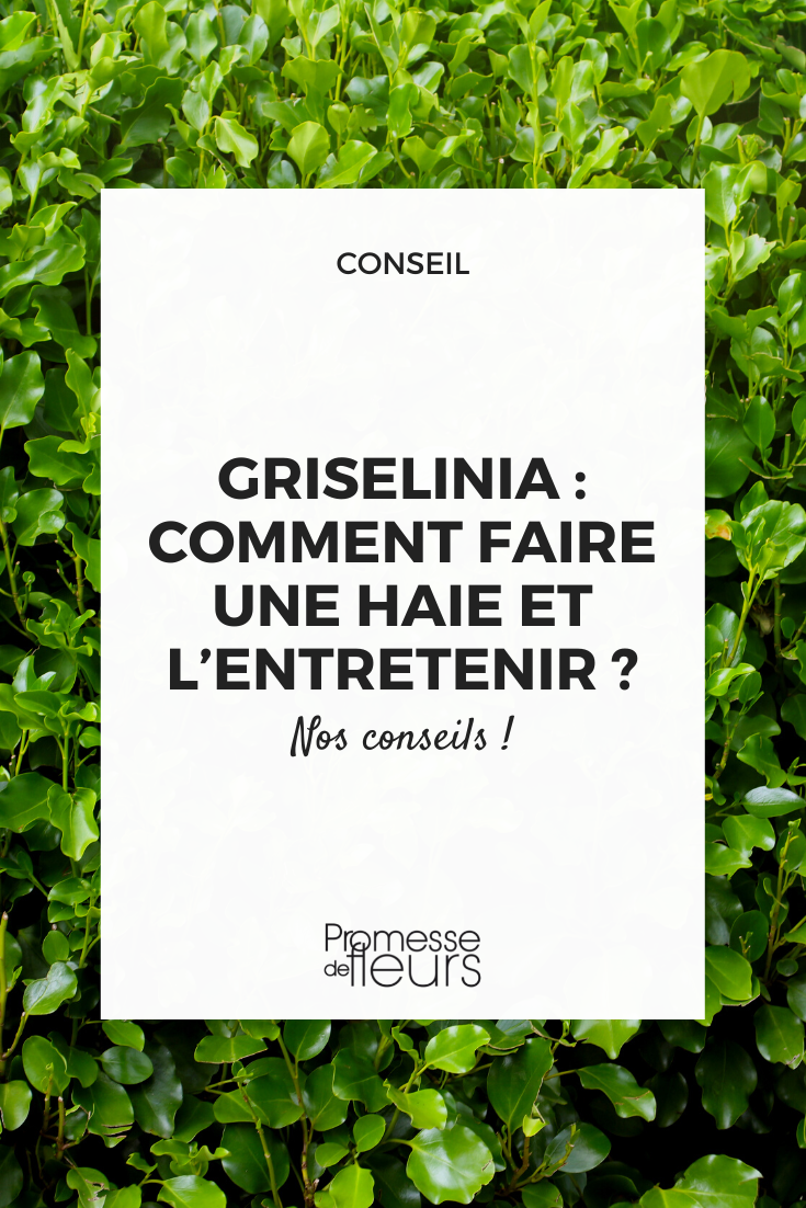 Griselinia-Hecke