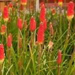 Kniphofia vermehren