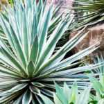 Agave, Palmlilie, Kaktus: Exoten für einzigartigen Garten!