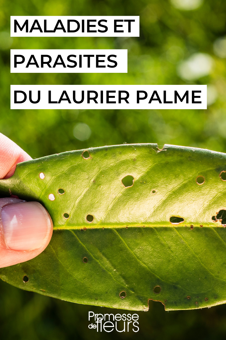 Prunus laurocerasus Krankheiten und Schädlinge
