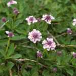 Lippia oder Teppichverbene vermehren?