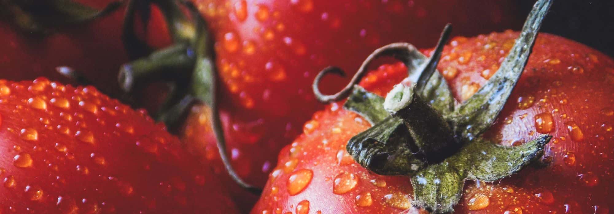 Tomaten: Aussaat, Pflanzung, Pflege und Ernte