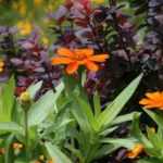 8 Tipps vom Gartenprofi: Orange-violettes Beet
