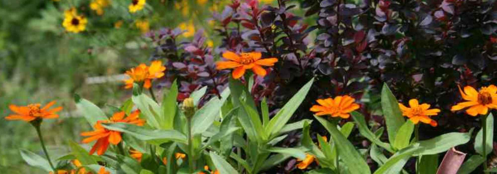 8 Tipps vom Gartenprofi: Orange-violettes Beet
