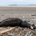 Vogelgrippe: Folgen für Wildvögel?