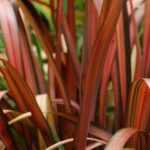 Phormium im Topf kultivieren?