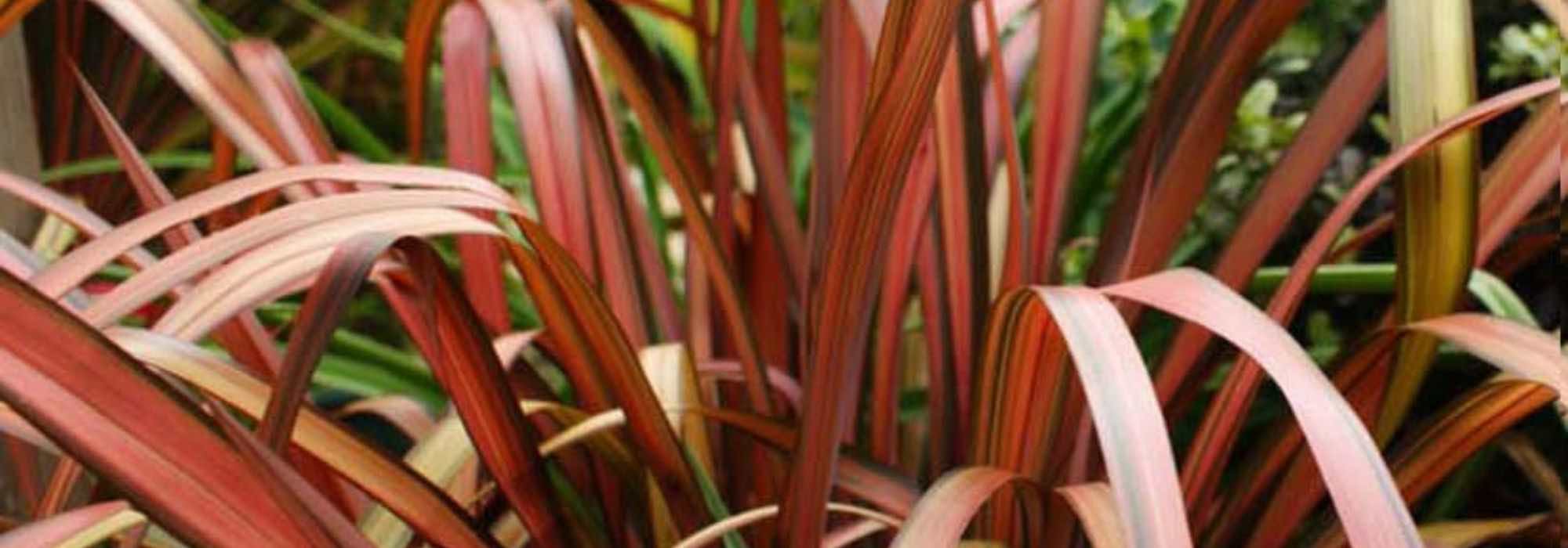 Phormium im Topf kultivieren?