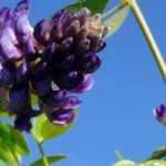 5 remontierende Blauregen