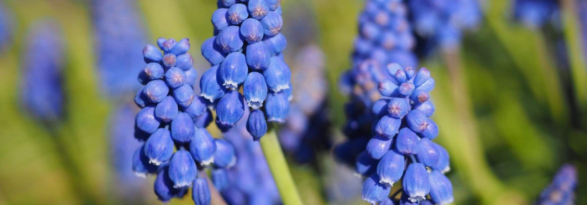 Muscari im Topf kultivieren