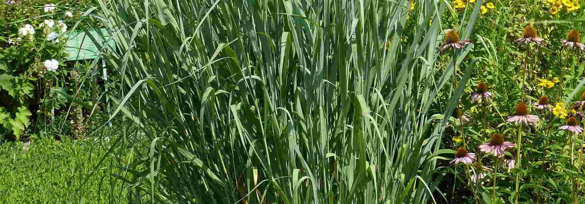 Panicum: beste Sorten