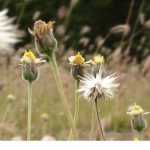 Bioindikatorpflanzen: Was ist das?