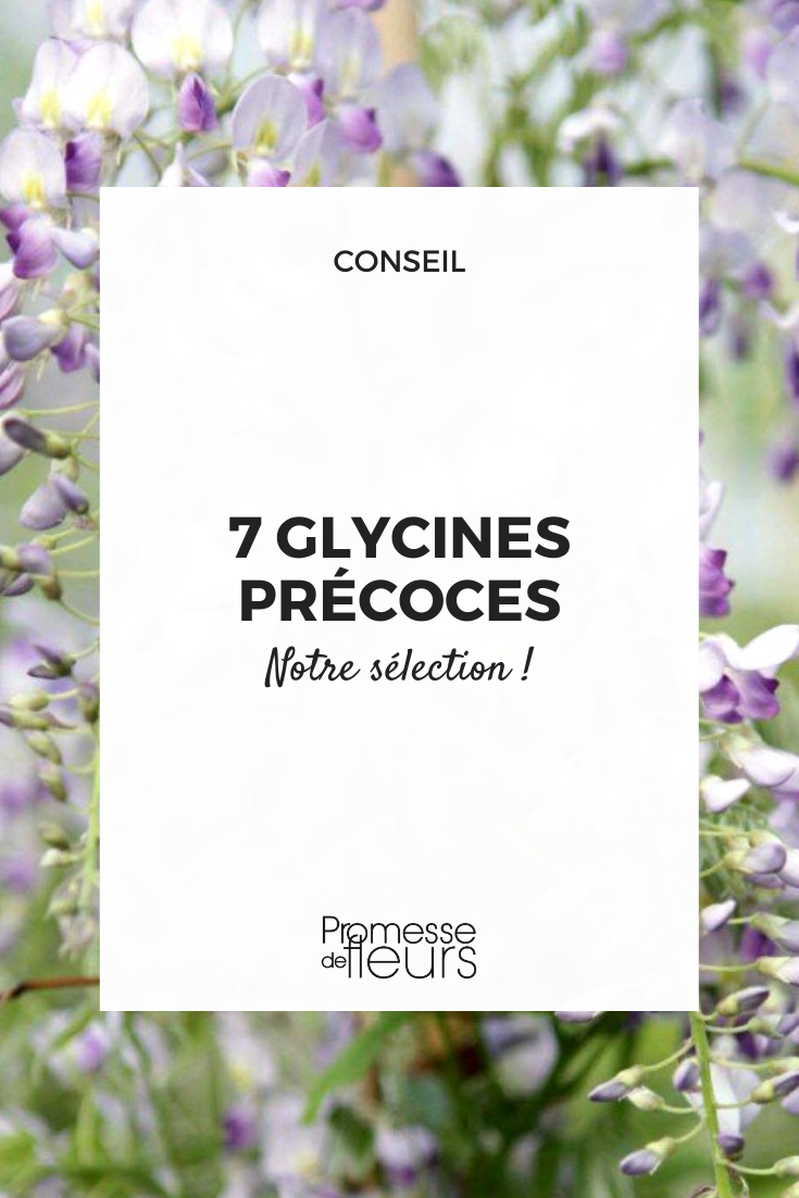 Glyzinien, die früh im Frühjahr blühen