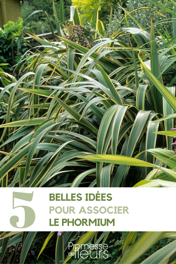 Phormium - Neuseeländischer Flachs