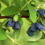 10 unbekannte essbare Beeren
