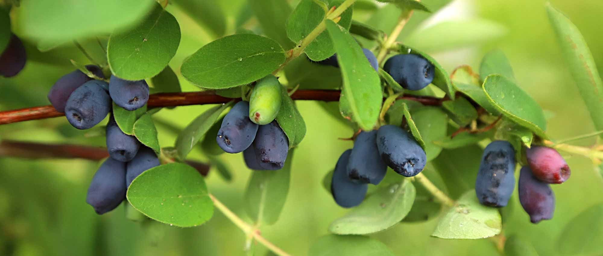 10 unbekannte essbare Beeren