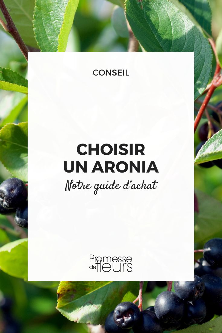 Aronia-Kaufberatung