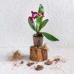 Orchidee umtopfen?