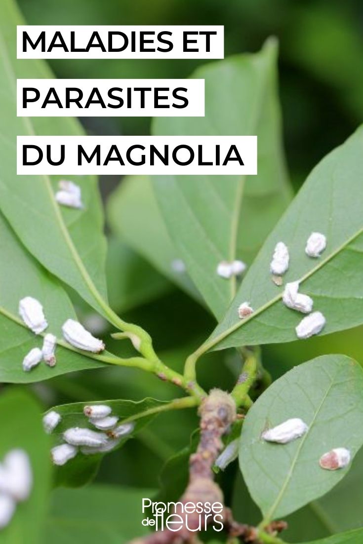 Schildläuse an Magnolien