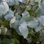 Krankheiten und Parasiten des Eukalyptus