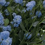 5 Säckelblumen für den Topf
