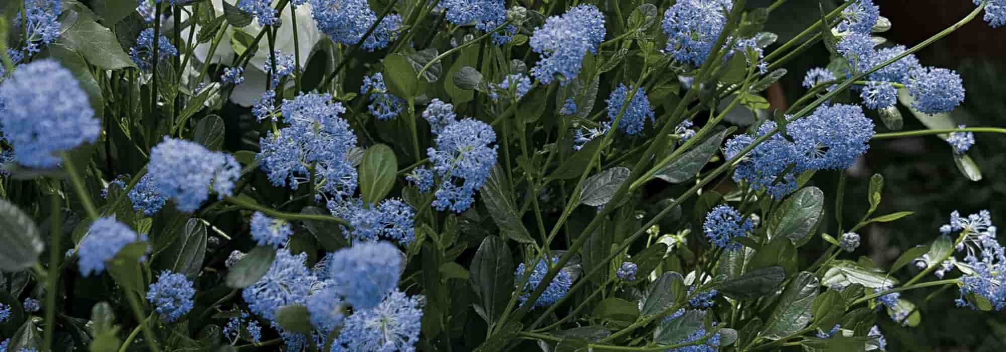 5 Säckelblumen für den Topf