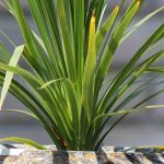 Cordyline im Topf kultivieren