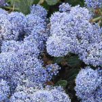 6 dekorative Säckelblumen