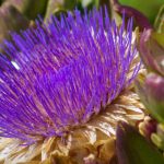 Foodscaping: einen essbaren Garten gestalten