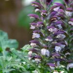 6 Akanthus-Sorten für den Garten